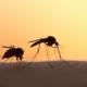 5 Little-Known Facts About Mosquitoes