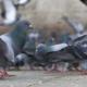 Birds Don't Fly Solo: A Look At The Pests Birds Can Bring With Them