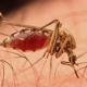 From DDT to DEET: Can We Just Eliminate Mosquitos For Good?