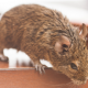 Your Urban Office Building Probably Has Mice